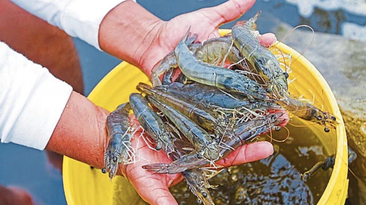 Contaminación del río Tambo reduciría la pesca de camarón en Islay