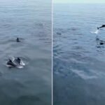 Delfines sorprenden a visitantes en las playas de Mollendo