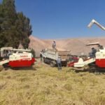Programa de Cosecha de Trigo 2025 atendió a más de 250 agricultores del valle de Tambo