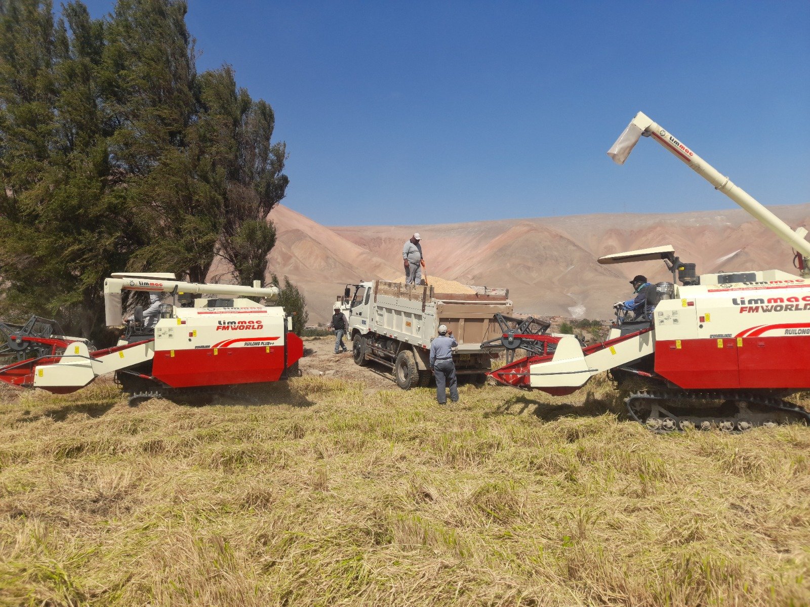 Programa de Cosecha de Trigo 2025 atendió a más de 250 agricultores del valle de Tambo