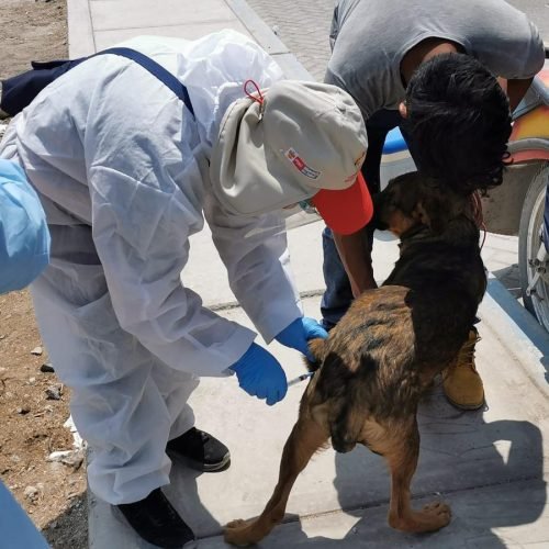 Más de 7 mil perros fueron vacunados contra rabia.