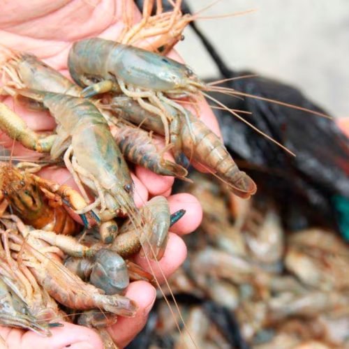 Motos para fiscalizar la extracción del camarón en Arequipa siguen almacenadas