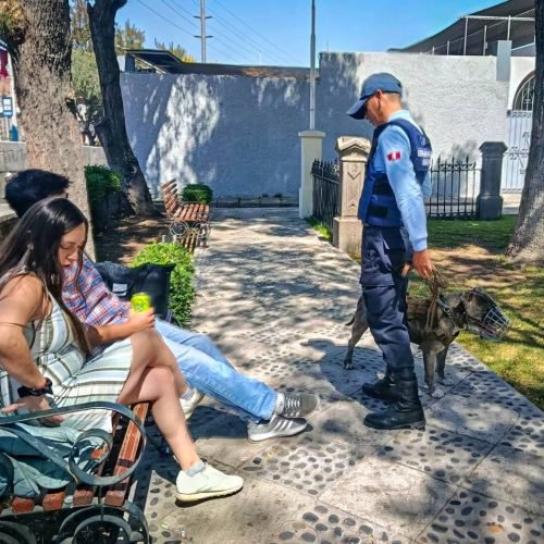 Incorporan a perros abandonados en brigadas caninas de Serenazgo