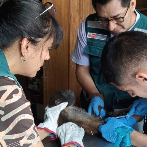 Arequipa registra 102 animales silvestres rescatados por Serfor en lo que va del año
