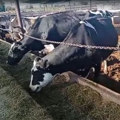 Brucelosis bovina en Majes: mantienen en cuarentena a vacunos