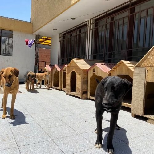 Navipatas busca recaudar fondos para cuatro albergues de animales en Arequipa