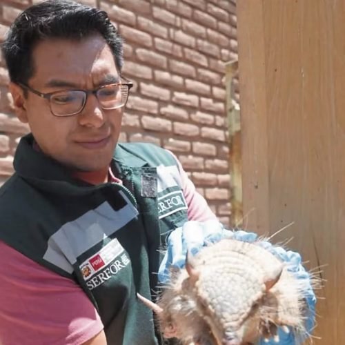 Serfor recuerda prohibición del uso de animales silvestres en rituales y “limpias” de fin de año