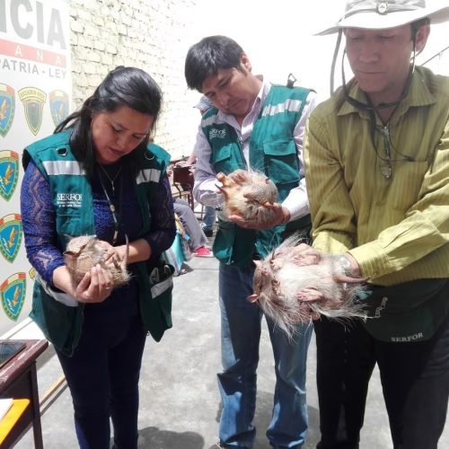 Arequipa: Sanciona a nueve personas por uso ilegal de quirquinchos en rituales de Año Nuevo