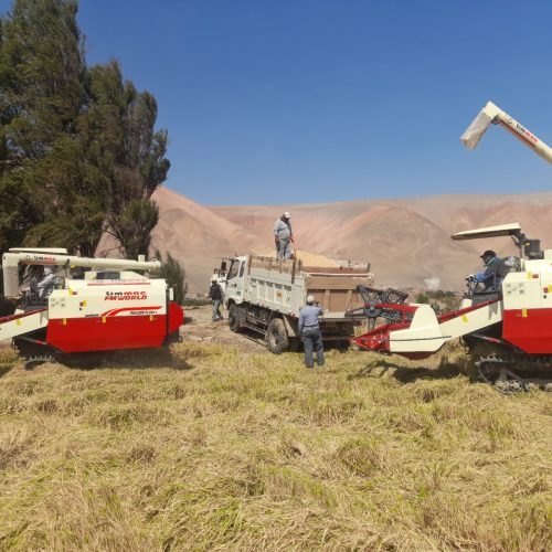 Programa de Cosecha de Trigo 2025 atendió a más de 250 agricultores del valle de Tambo