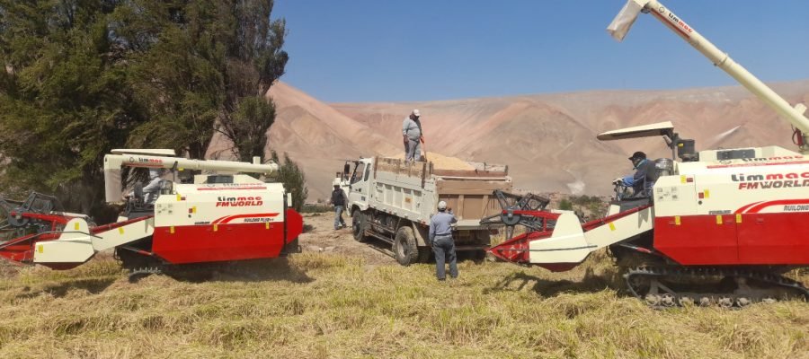 Programa de Cosecha de Trigo 2025 atendió a más de 250 agricultores del valle de Tambo